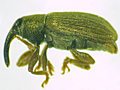 Acalyptus carpini